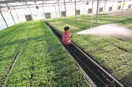 現(xiàn)代農(nóng)業(yè) 園藝產(chǎn)品種植的跨越提升之路