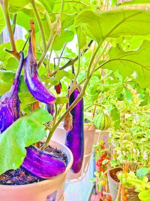 陽臺種菜 深圳人的都市田園夢