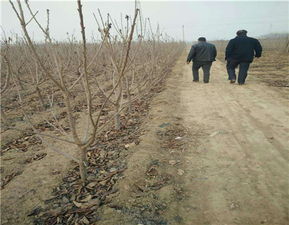 矮化紅燈櫻桃苗種植技術(shù)解析 泰安開發(fā)區(qū)尚德園藝場引領(lǐng)園藝產(chǎn)品種植新風(fēng)尚