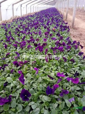 青州興國花卉園藝場 深耕園藝種植，綻放產(chǎn)業(yè)之花