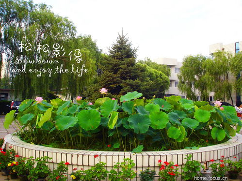 盛夏花王，園藝之冠——論荷花在夏季園藝中的王者地位