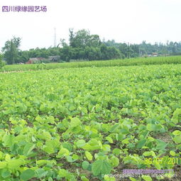 綠緣園藝場大量批發供應精品紅花紫荊種苗指導價 綠緣園藝場大量批發供應精品紅花紫荊種苗廠商 綠緣園藝場大量批發供應精品紅花紫荊種苗廠商 圖 盡在農苗網 彭永剛