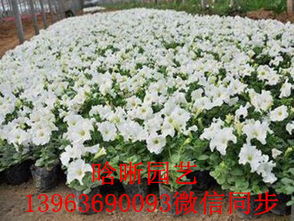 探尋春日容顏 專業草花種植基地歡迎您